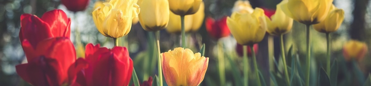 Banner tulipani