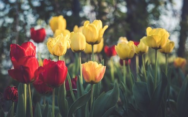 TULIPANOMANIA AL PARCO SIGURTA'