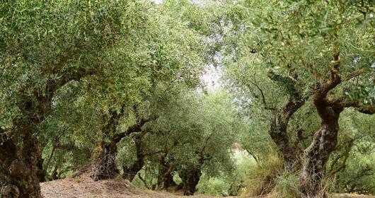 Olio extra-vergine di oliva dell' Isola di Capo Rizzuto Olio extra-vergine di oliva dell' Isola di Capo Rizzuto